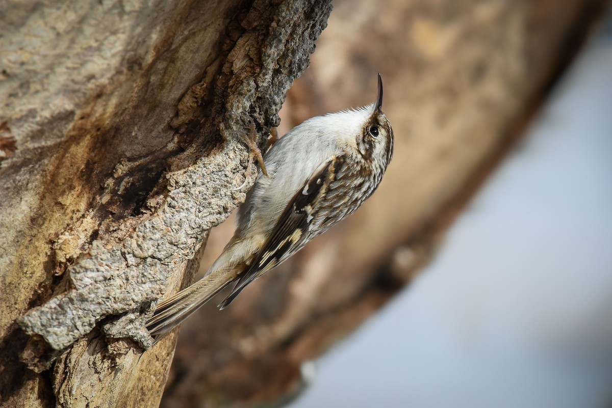 Brown Creeper - ML47337821