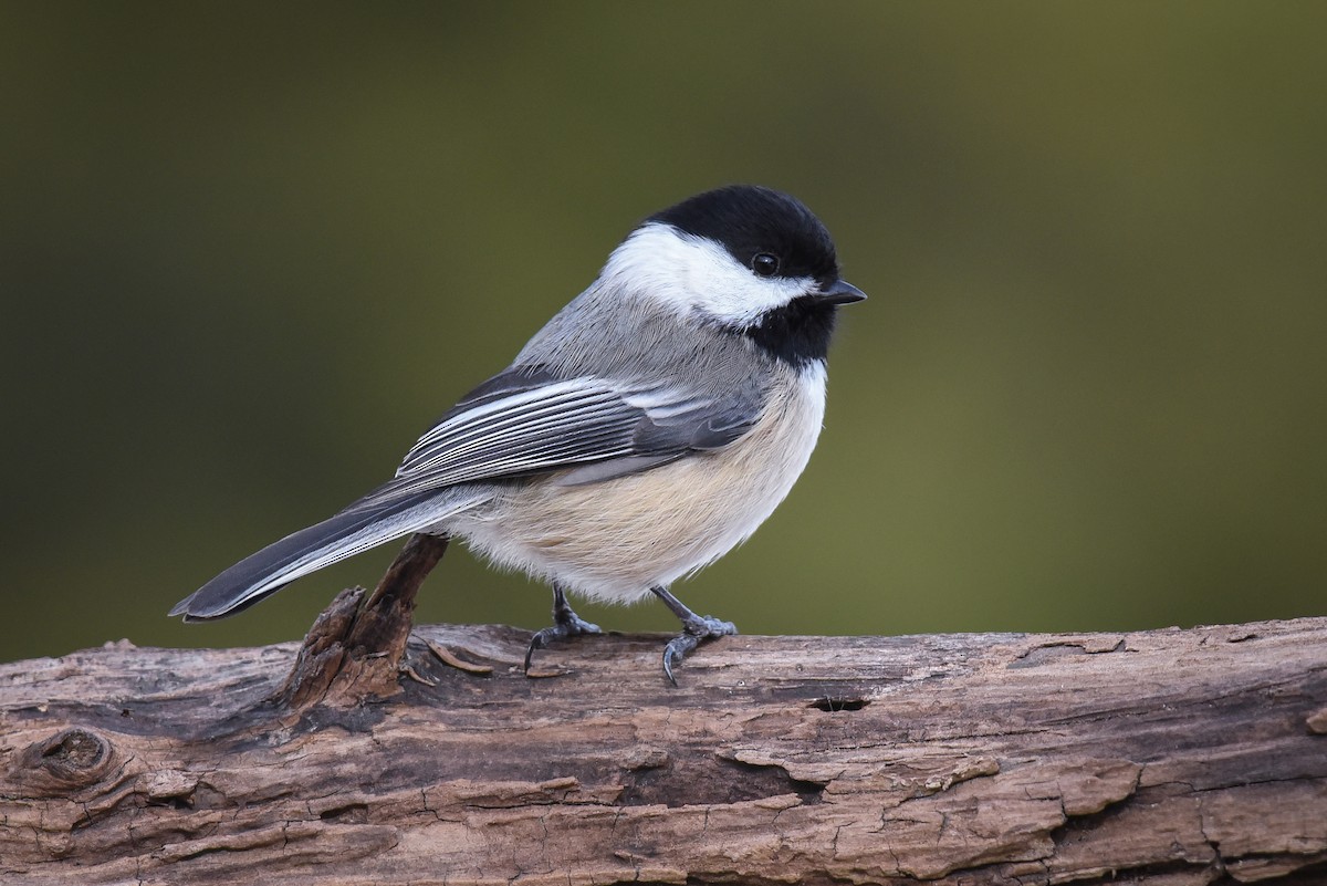 Black-capped Chickadee - ML47337851