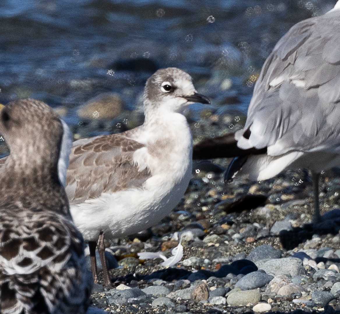 Franklin's Gull - ML473378731