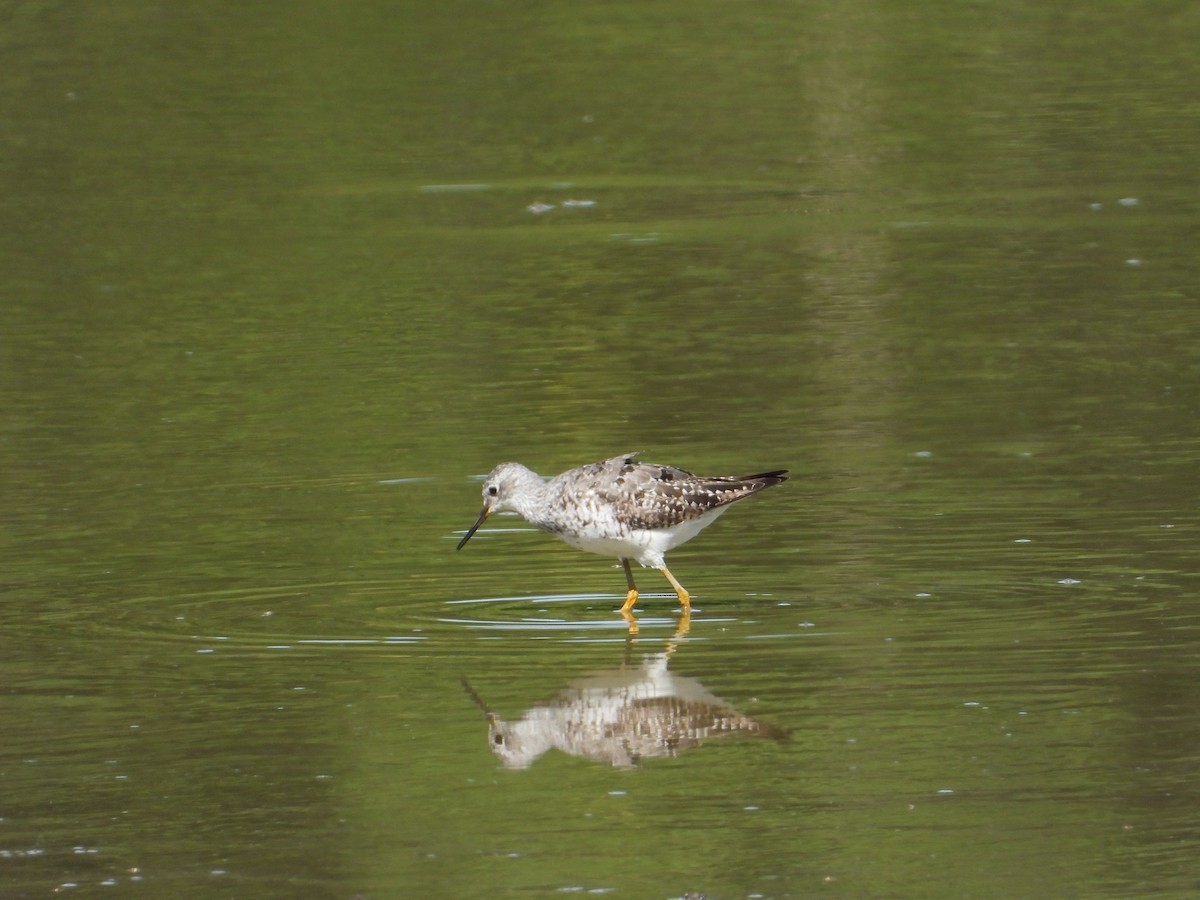 Lesser Yellowlegs - ML473378911