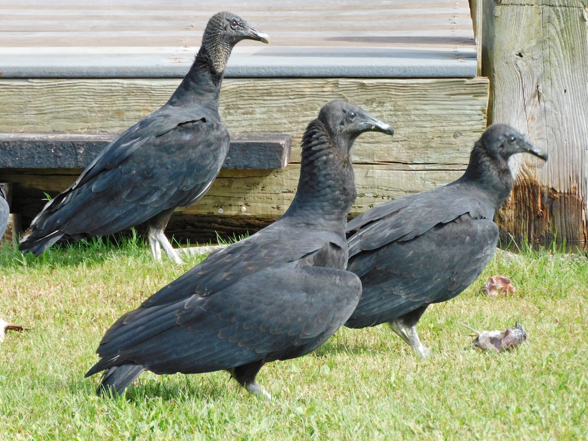 Black Vulture - Kathy Rhodes