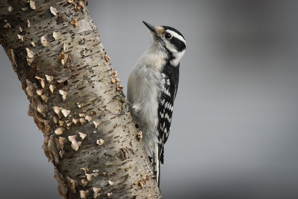 Downy Woodpecker - Scott Martin