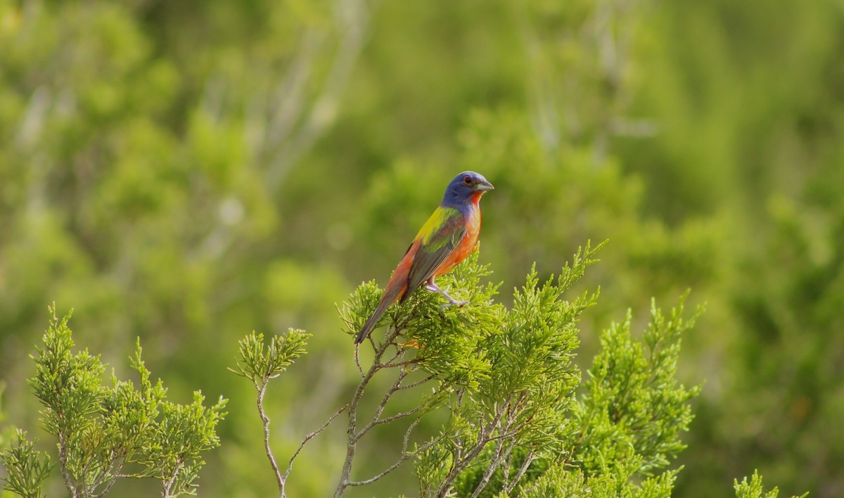 Painted Bunting - ML473380741