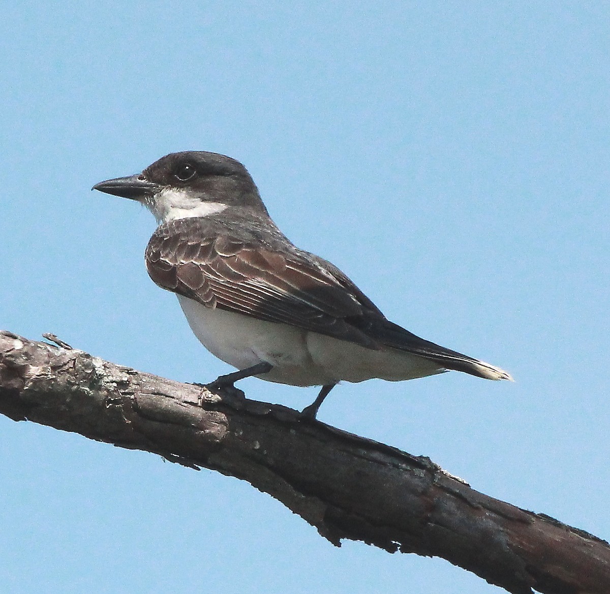 Eastern Kingbird - ML473381461