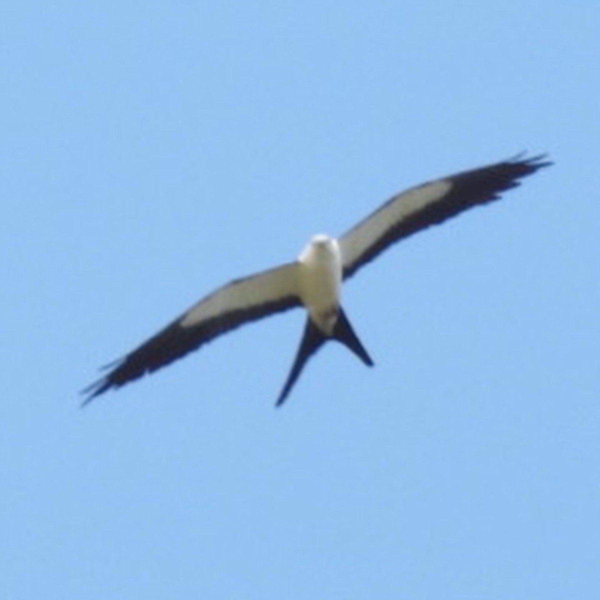 Swallow-tailed Kite - Steven Self