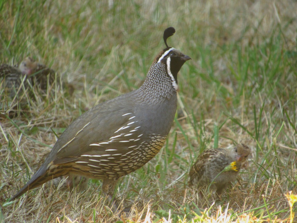 Galeper kaliforniarra - ML473384731