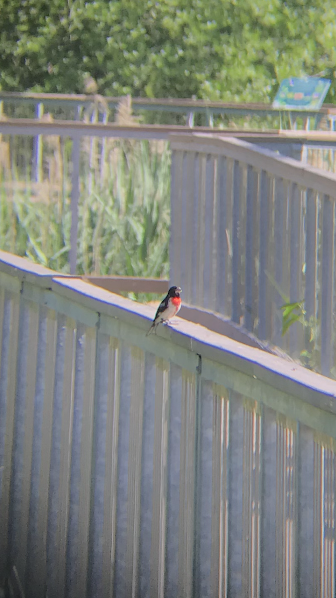 Rose-breasted Grosbeak - ML473385291