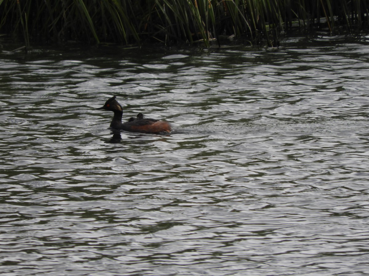Eared Grebe - ML473387131