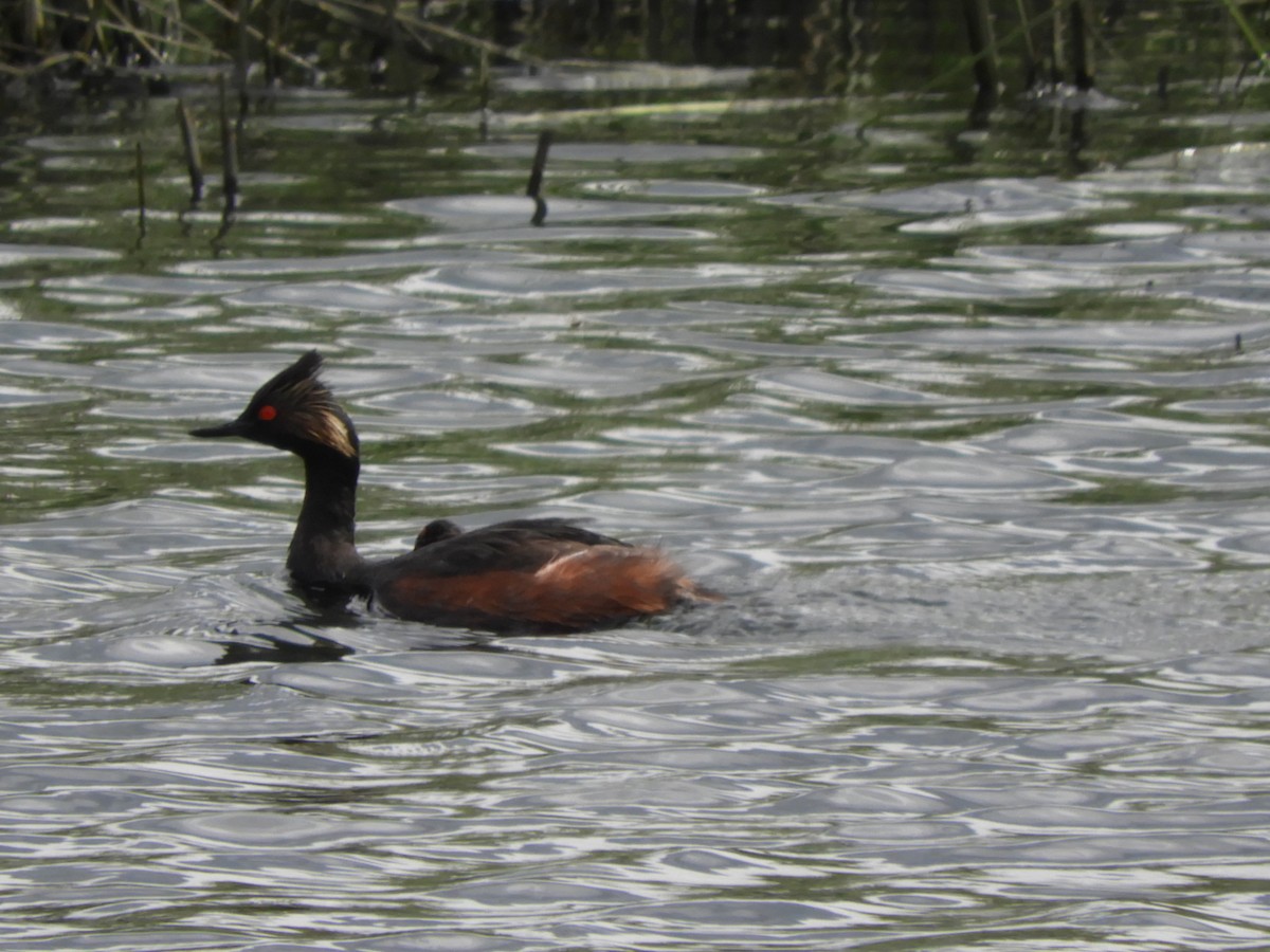 Eared Grebe - Allen McEwan