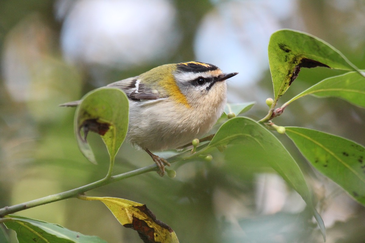 Goldcrest/Common Firecrest - ML473387421