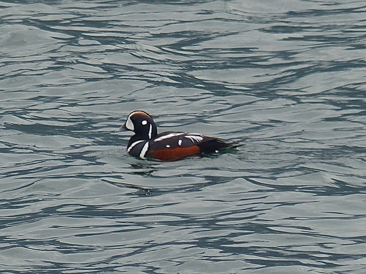 Хотгуужин чөрх - ML473387701