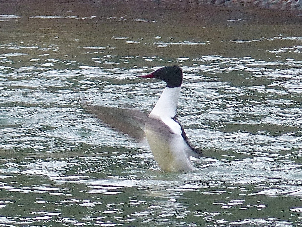 Хумхин бохио - ML473387711