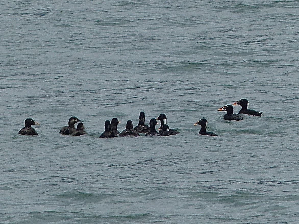 Surf Scoter - ML473387741
