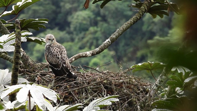 Black-and-chestnut Eagle - ML473388