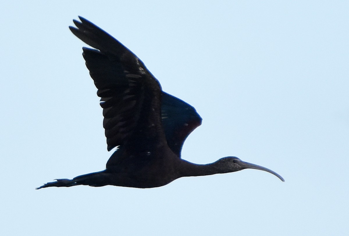 ibis hnědý - ML473388041