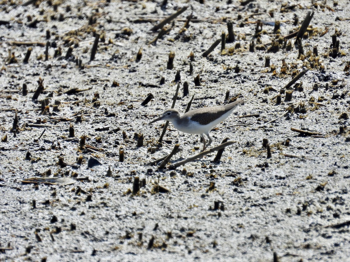 Solitary Sandpiper - ML473388331