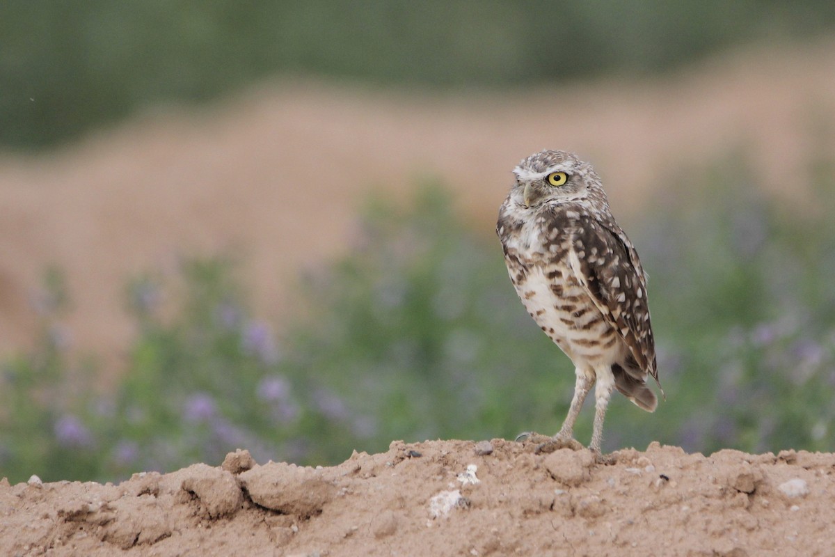 Burrowing Owl - Christena Murphy