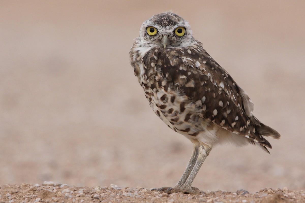 Burrowing Owl - Christena Murphy