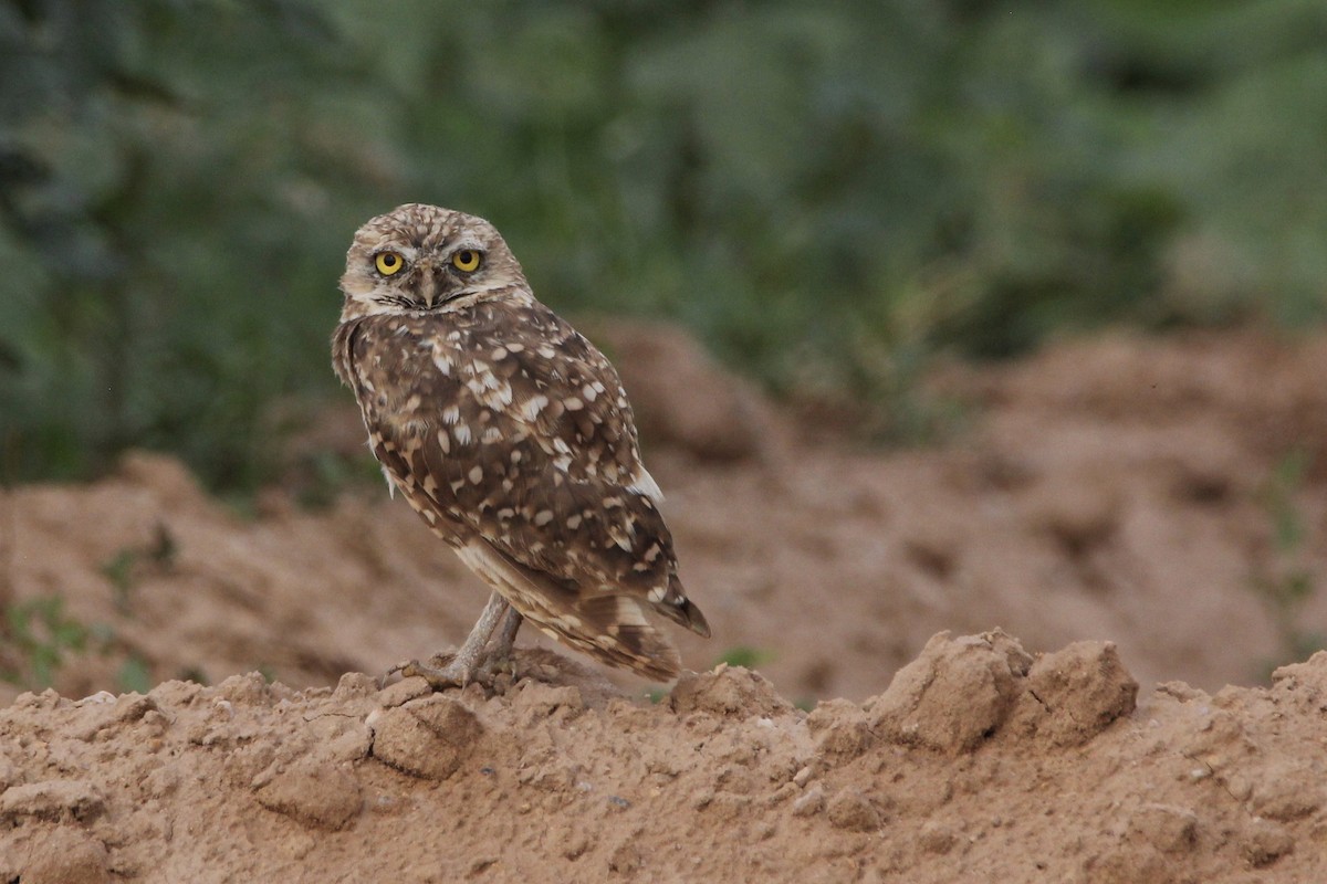 Burrowing Owl - Christena Murphy