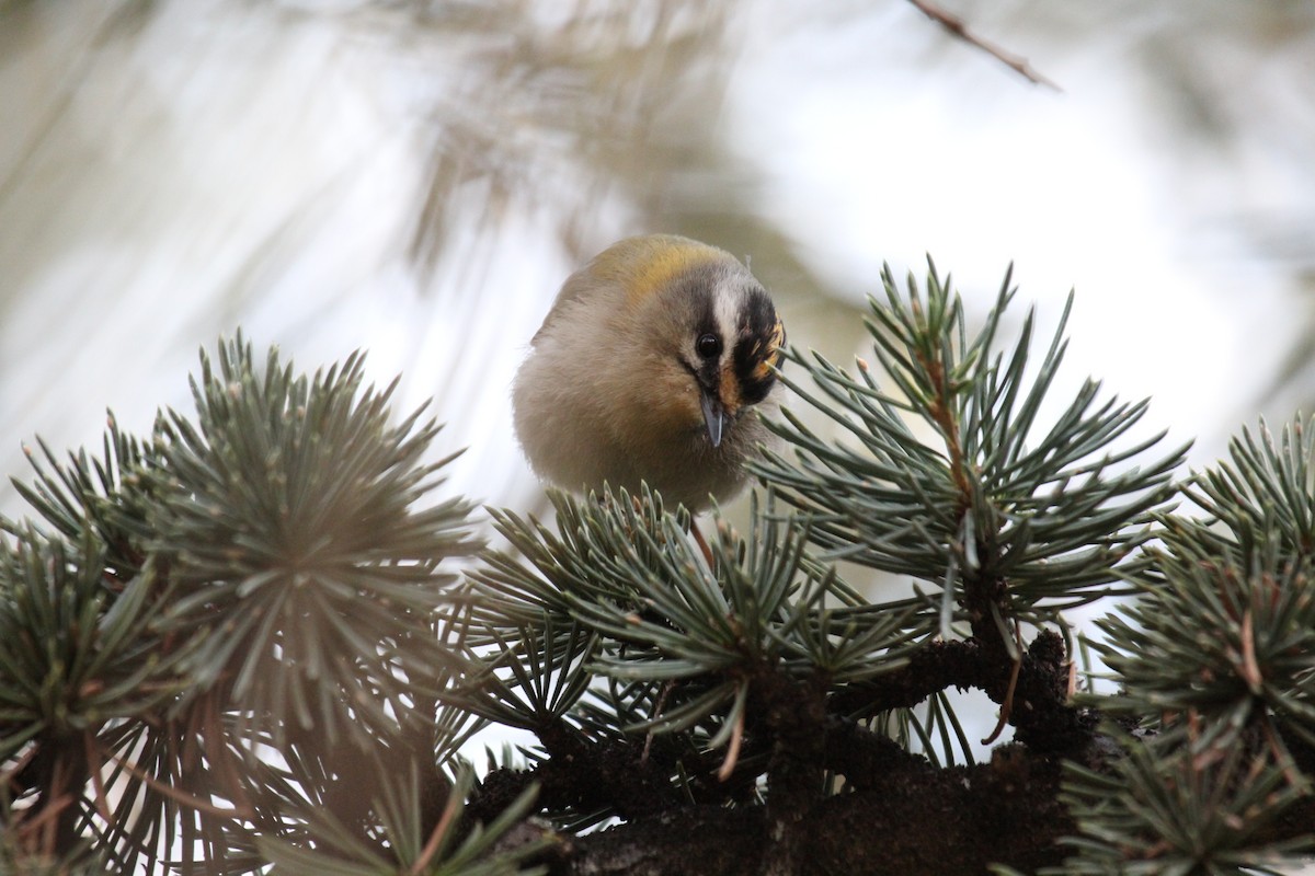 Goldcrest/Common Firecrest - ML473389261