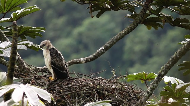 Black-and-chestnut Eagle - ML473390