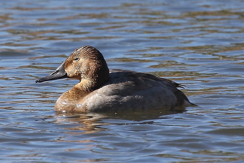 Canvasback - ML473390611