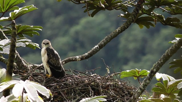 Black-and-chestnut Eagle - ML473391