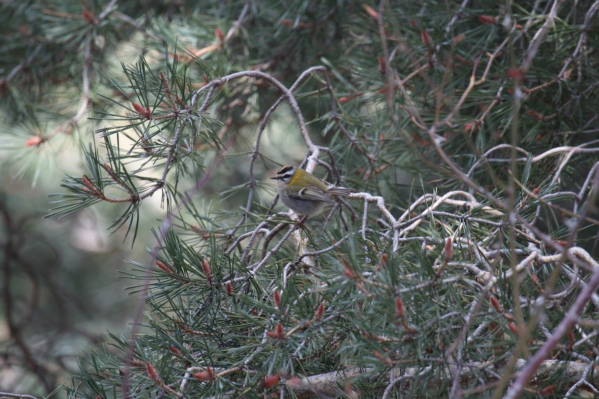 Goldcrest/Common Firecrest - ML473391691