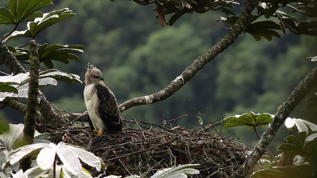 Black-and-chestnut Eagle - ML473392