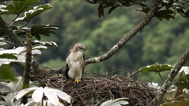 Black-and-chestnut Eagle - ML473393