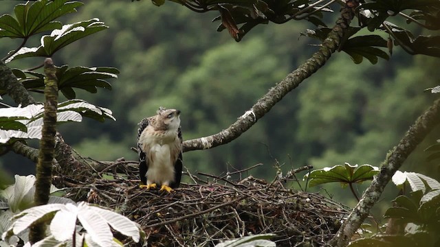 Black-and-chestnut Eagle - ML473394