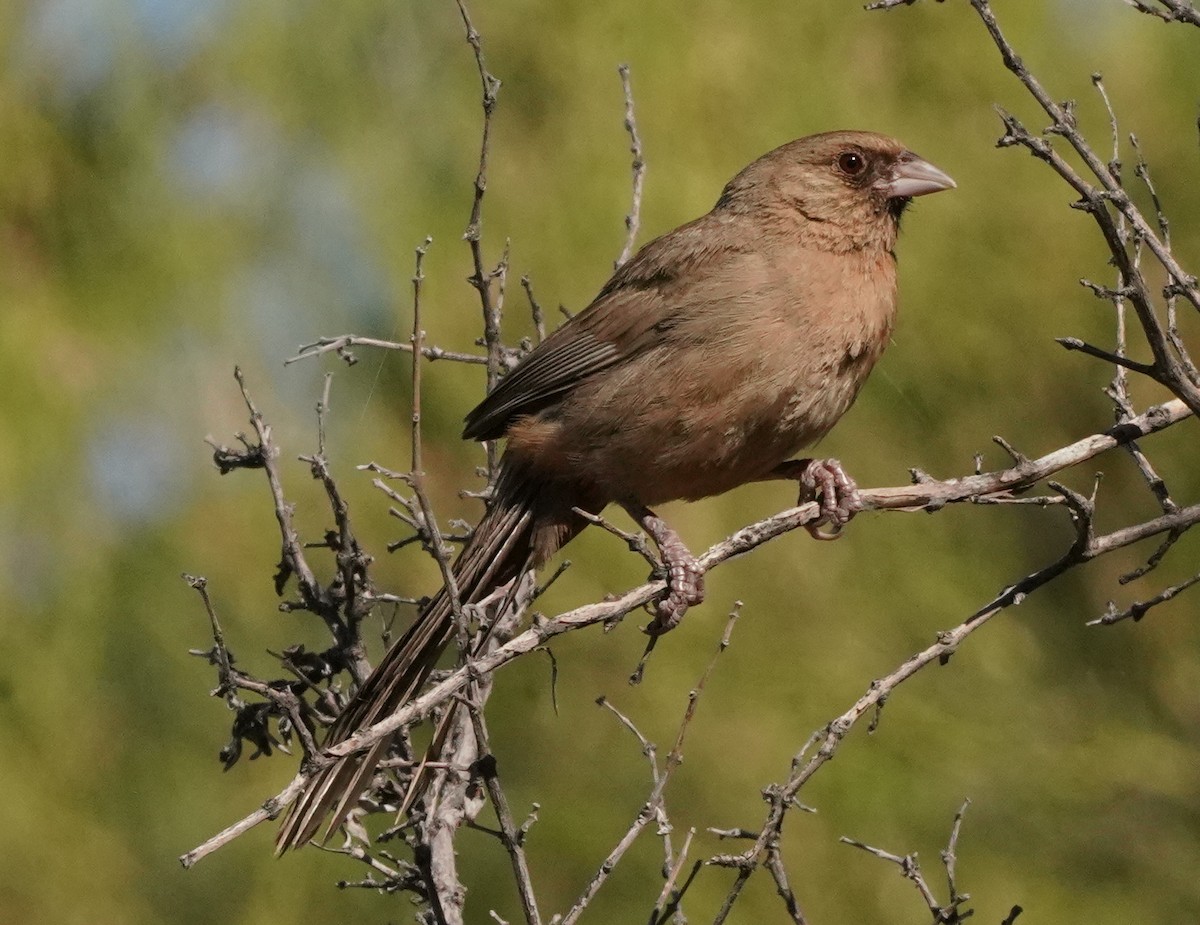 Abert's Towhee - ML473394031