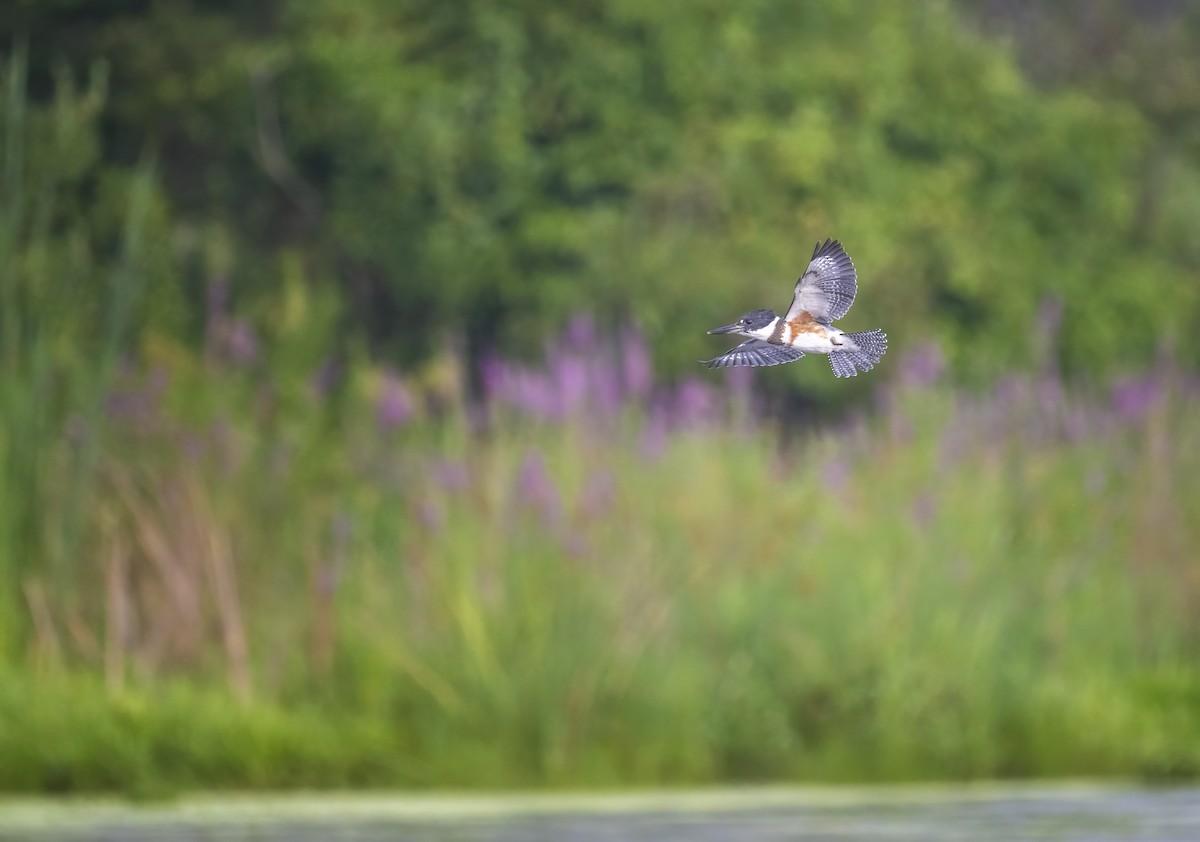 Martin-pêcheur d'Amérique - ML473394091