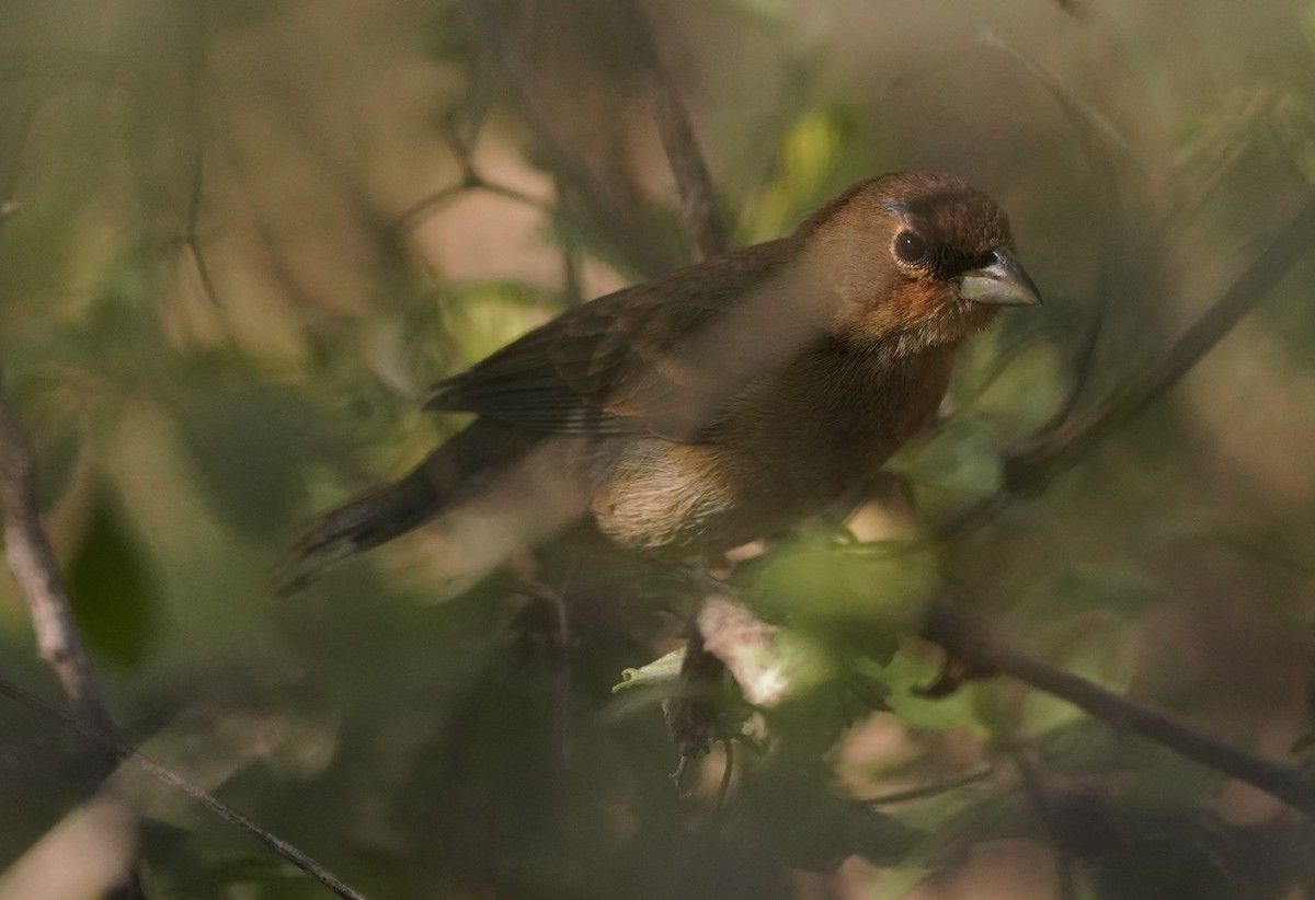 Varied Bunting - Lynn Hui