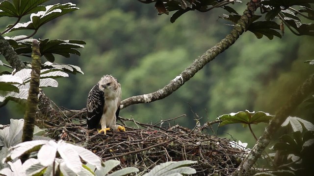Black-and-chestnut Eagle - ML473395