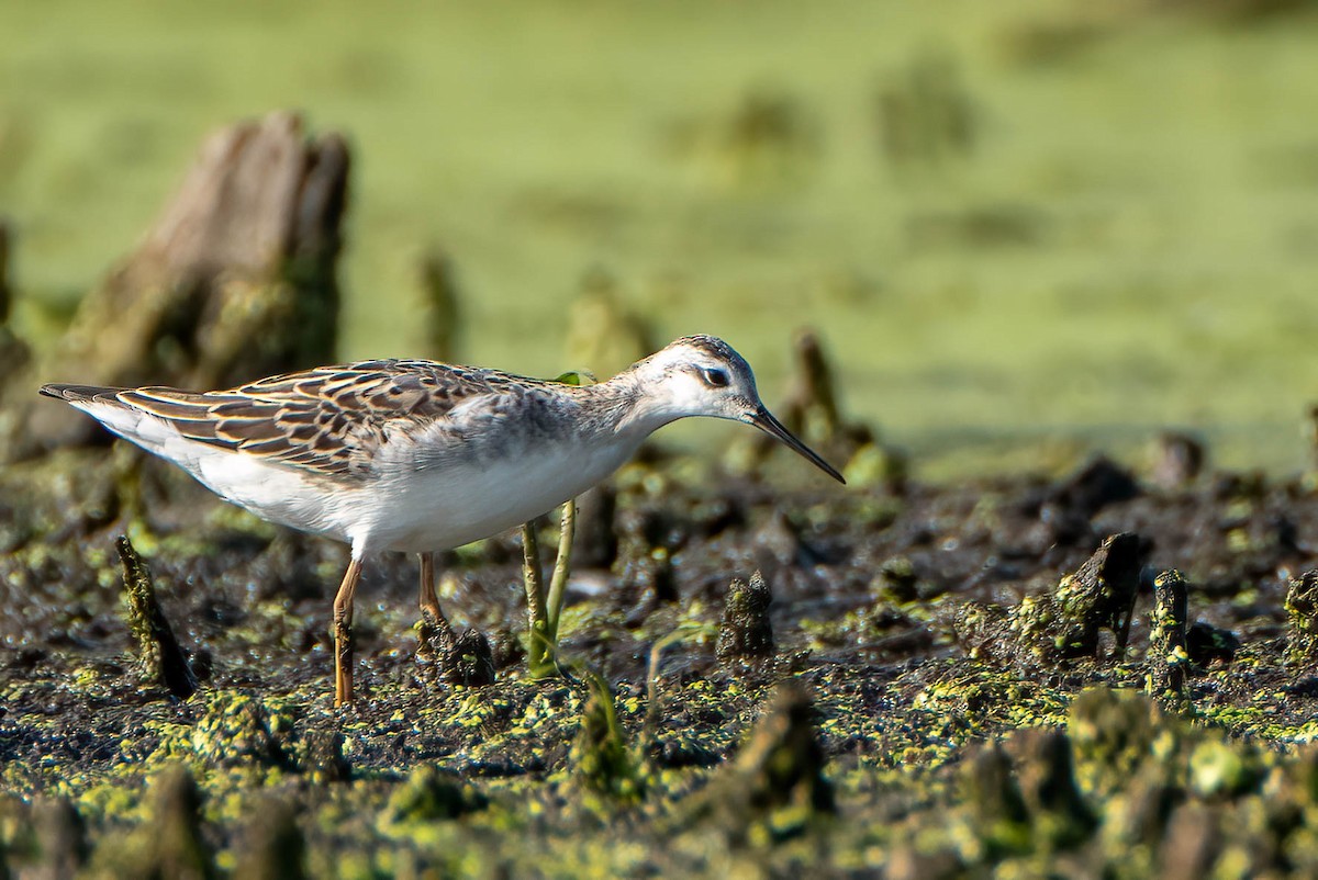 Wilson's Phalarope - ML473395101