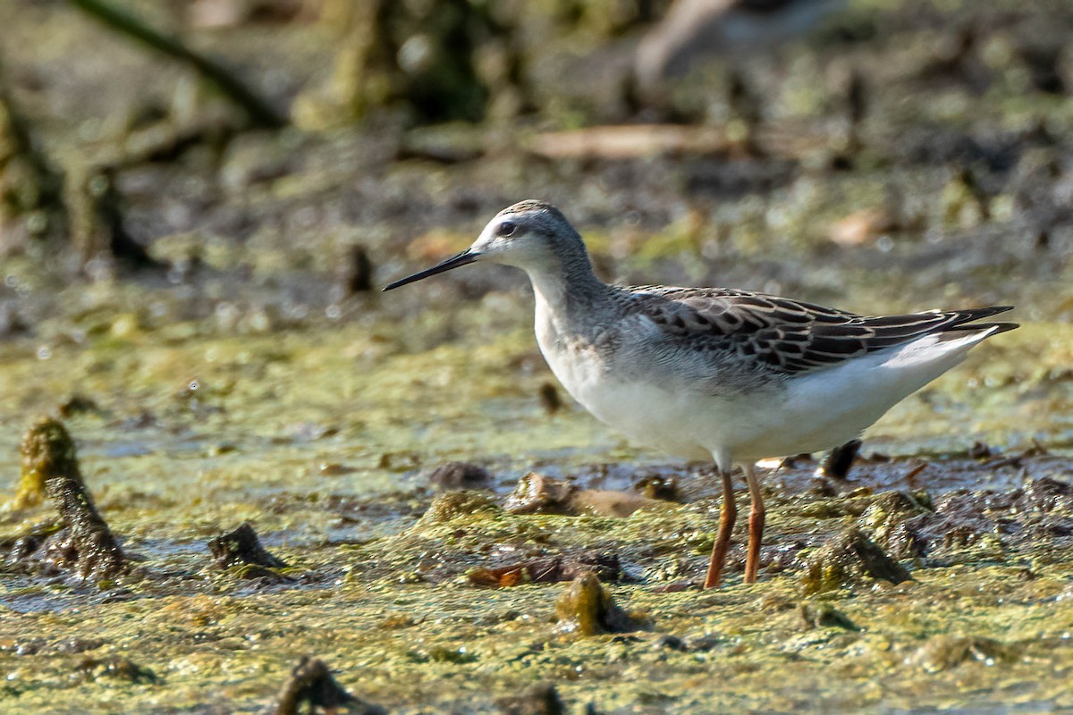 Wilson's Phalarope - ML473395131