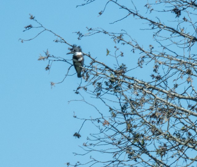 Belted Kingfisher - ML473395651