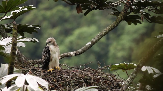 Black-and-chestnut Eagle - ML473396