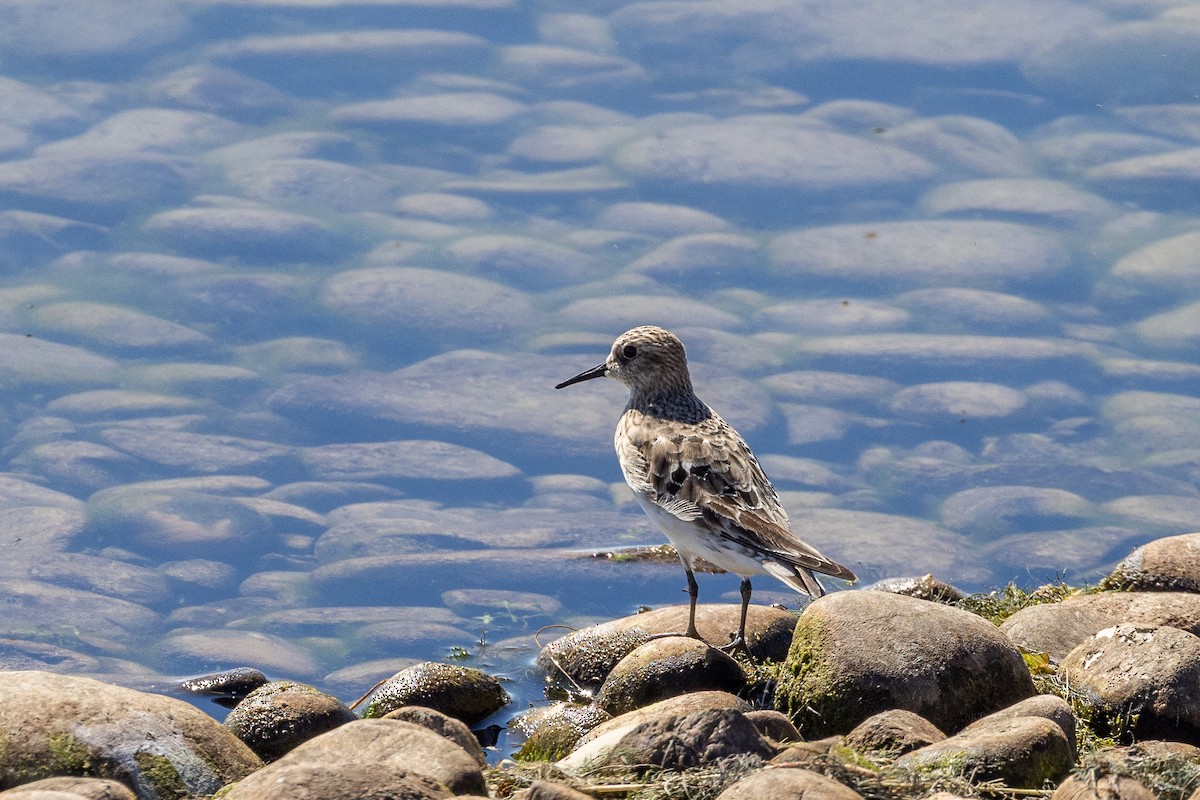 Baird's Sandpiper - ML473396361