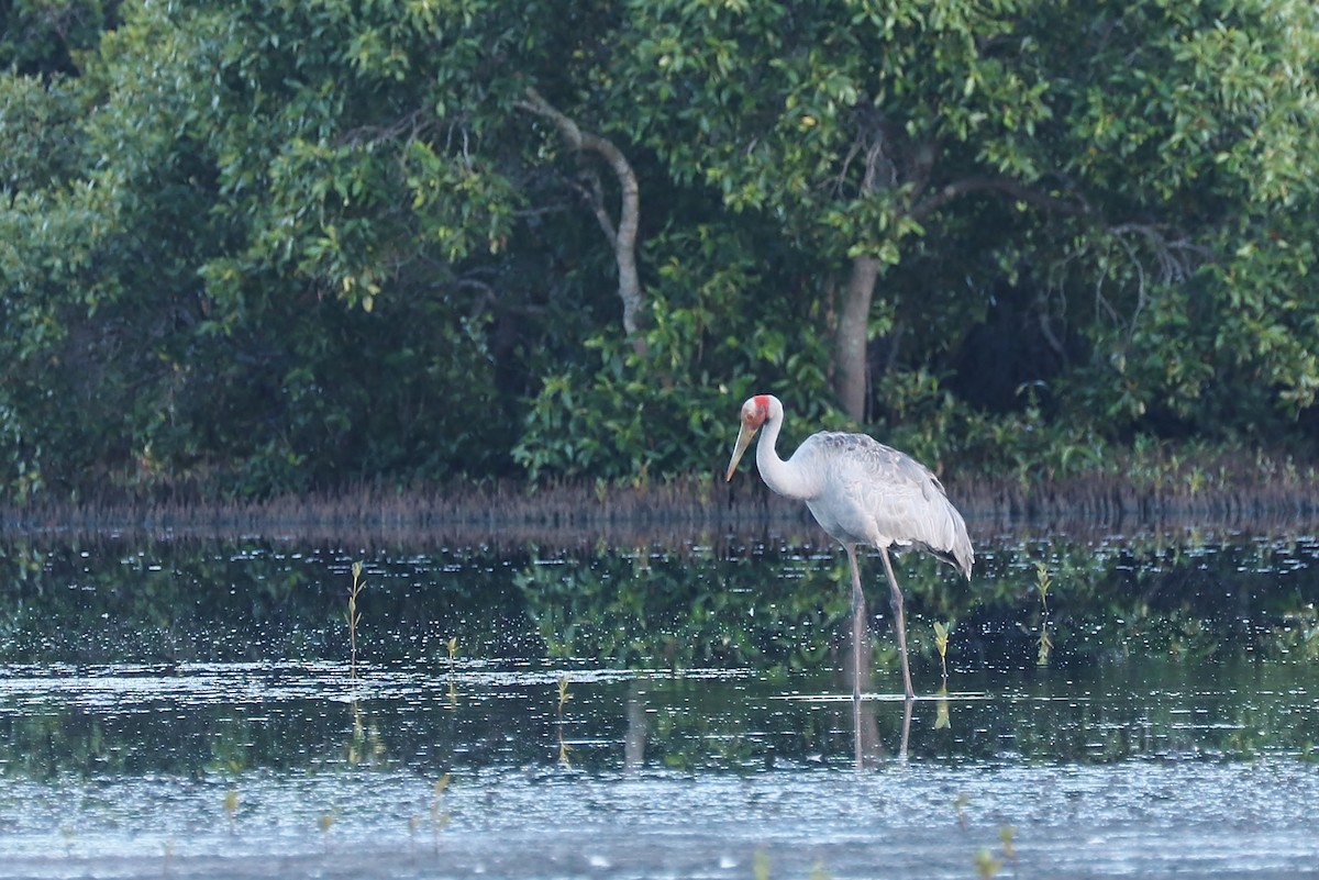 Grue brolga - ML47339651