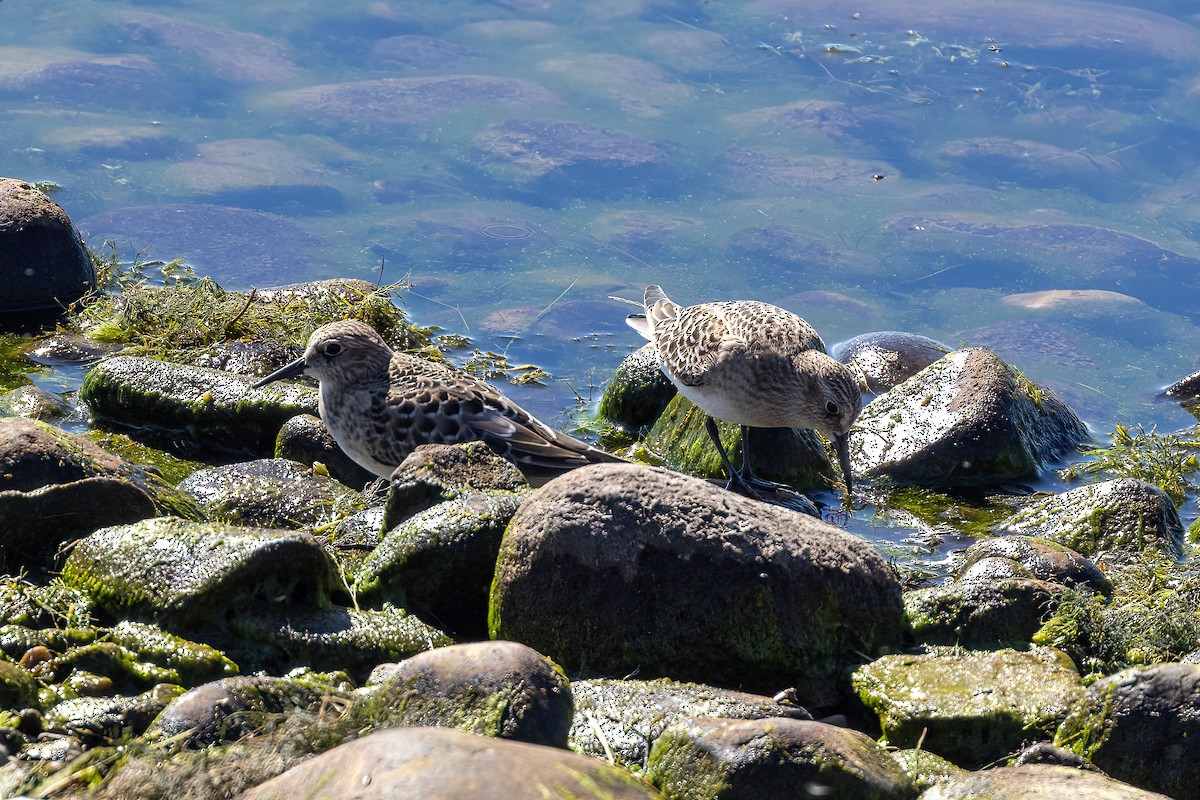 Baird's Sandpiper - ML473396571