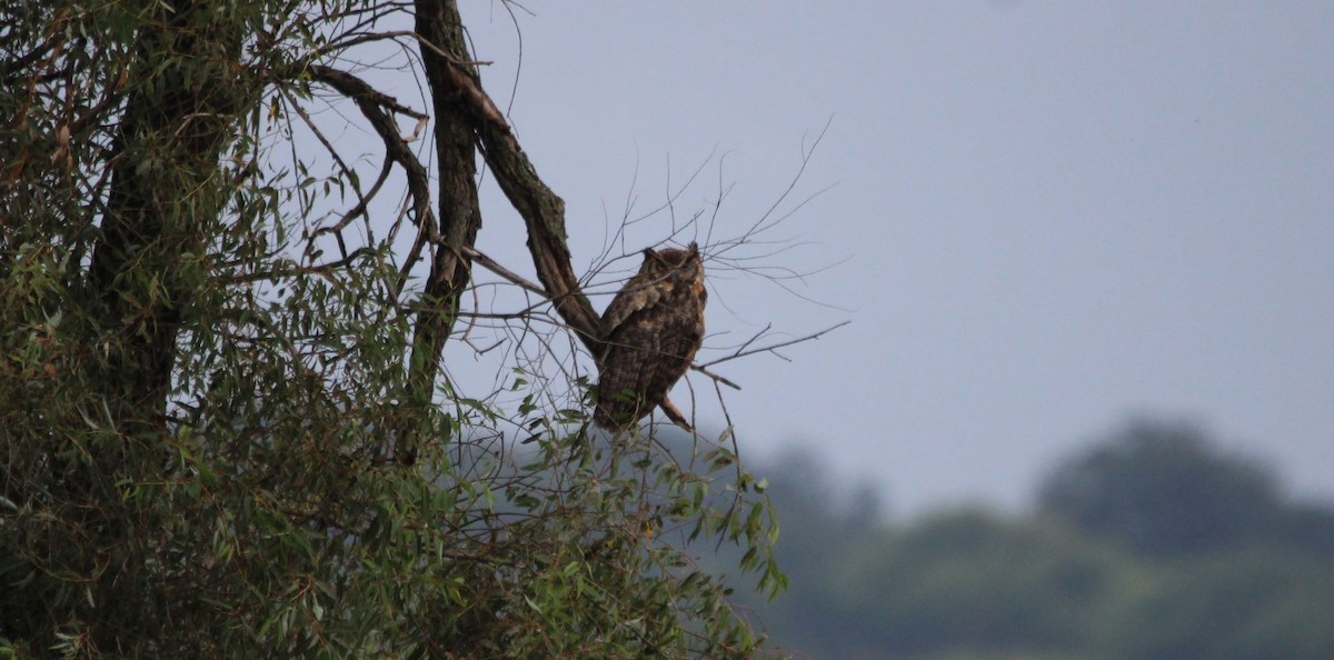 Great Horned Owl - Kelli Bahls