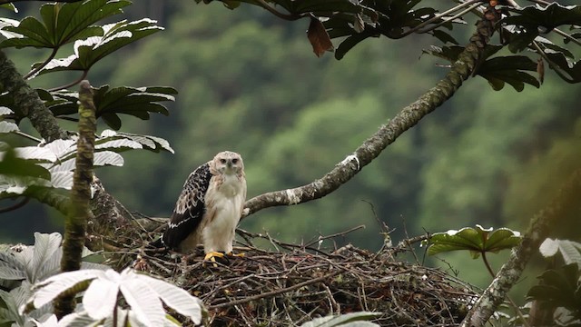 Águila Poma - ML473397