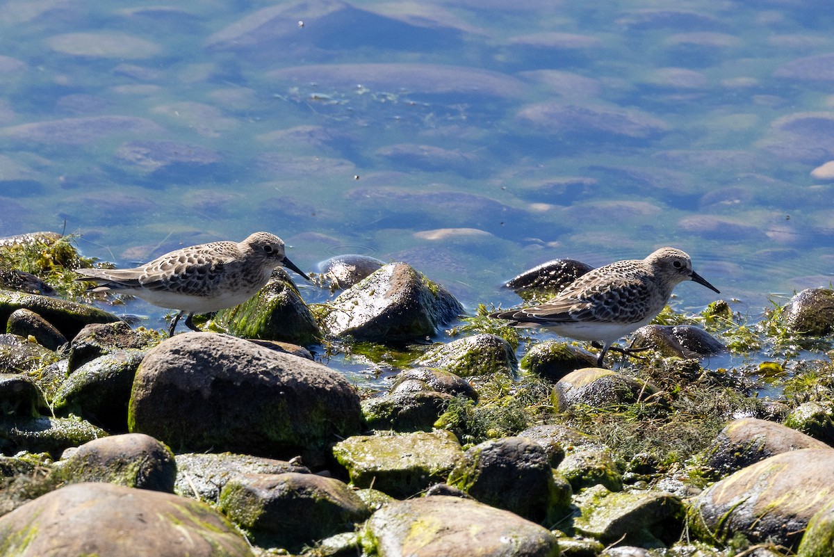 Bairdstrandläufer - ML473397001