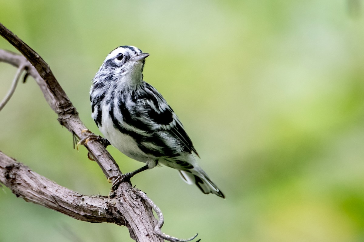 Black-and-white Warbler - Sue Barth