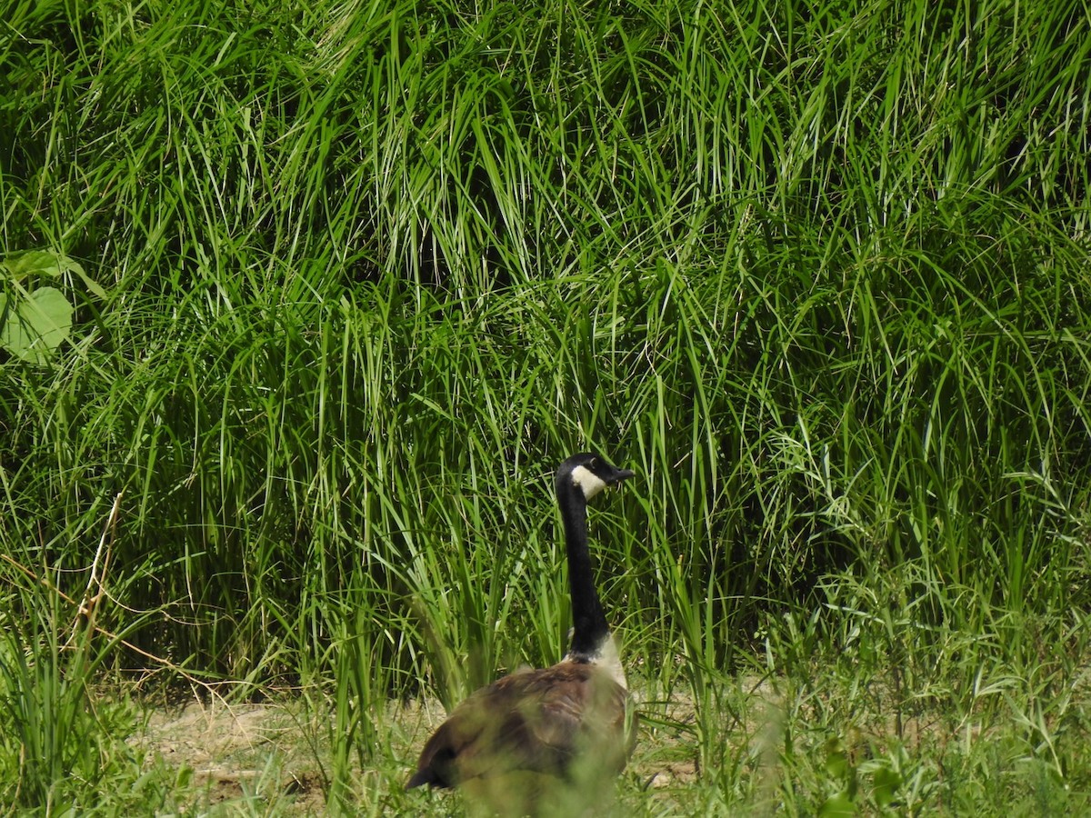 Canada Goose - ML473397431