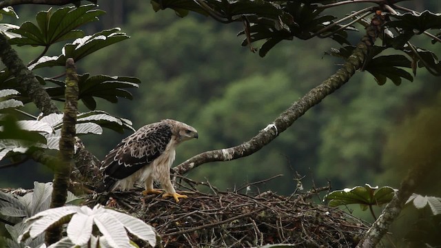 Black-and-chestnut Eagle - ML473398