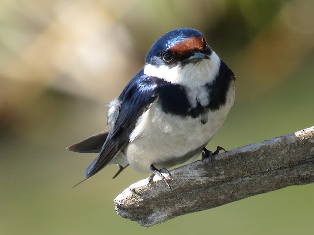 White-throated Swallow - ML473398061