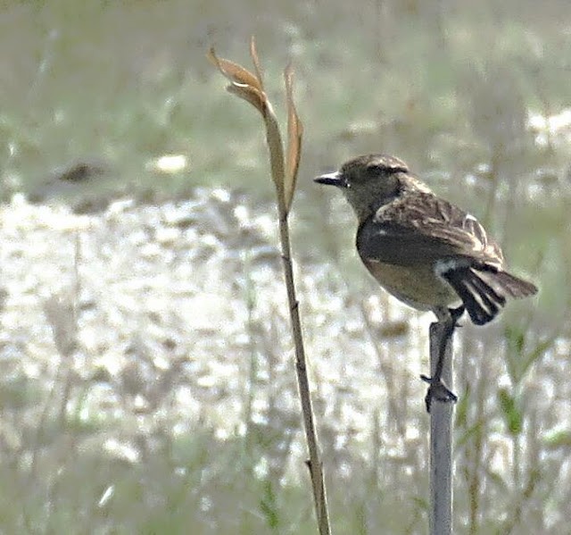 African Stonechat - George Koppel